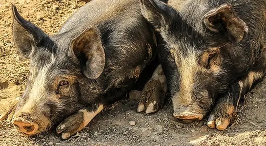 Alibaba is adapting facial recognition tech to address China’s swine shortage